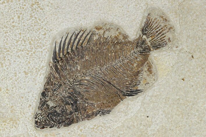 Fossil Fish (Cockerellites) - Green River Formation #114300